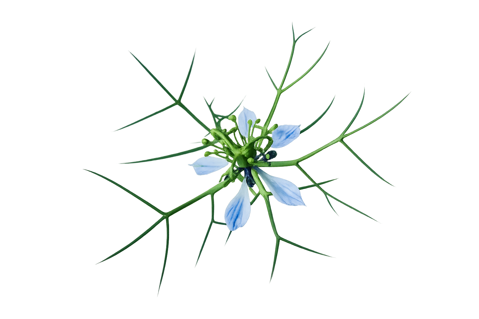NIGELLA  120 KAPSELN  AKTION