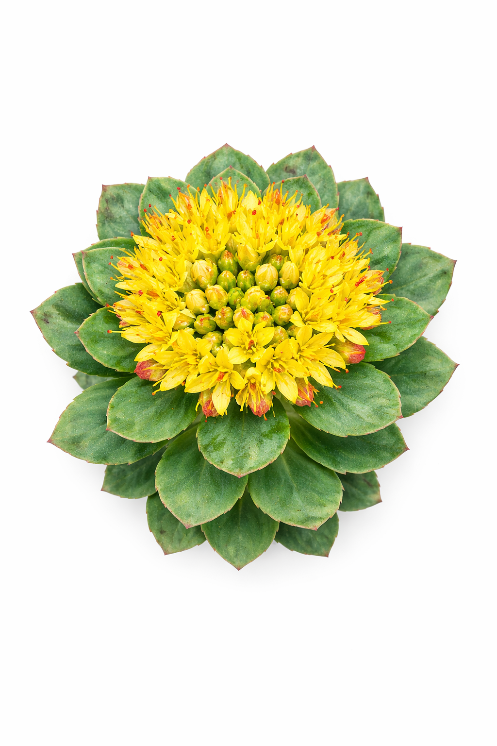 GOLDEN ROOT STÄRKUNGSKAPSELN