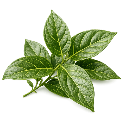 GYMNEMA FORTE KAPSELN