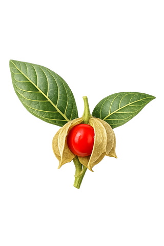 HERZ I KRÄUTER KAPSELN